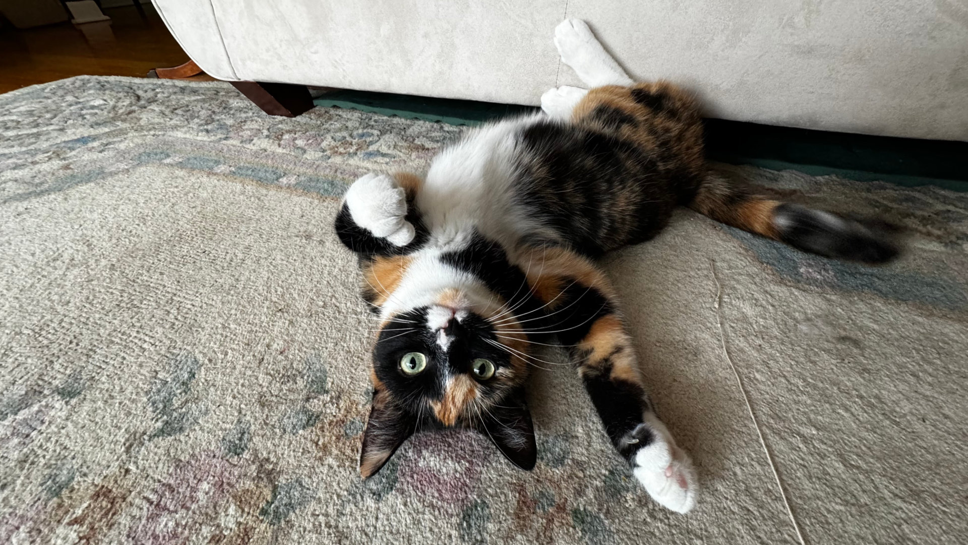 A polydactyl calico cat lying on her back on an old off-white wool rug while reaching towards the camera with her right-front paw. Her hind legs braced against the front of an off-white couch. There is a string to her right running off-frame towards the camera. Her right pupil is larger than her left.