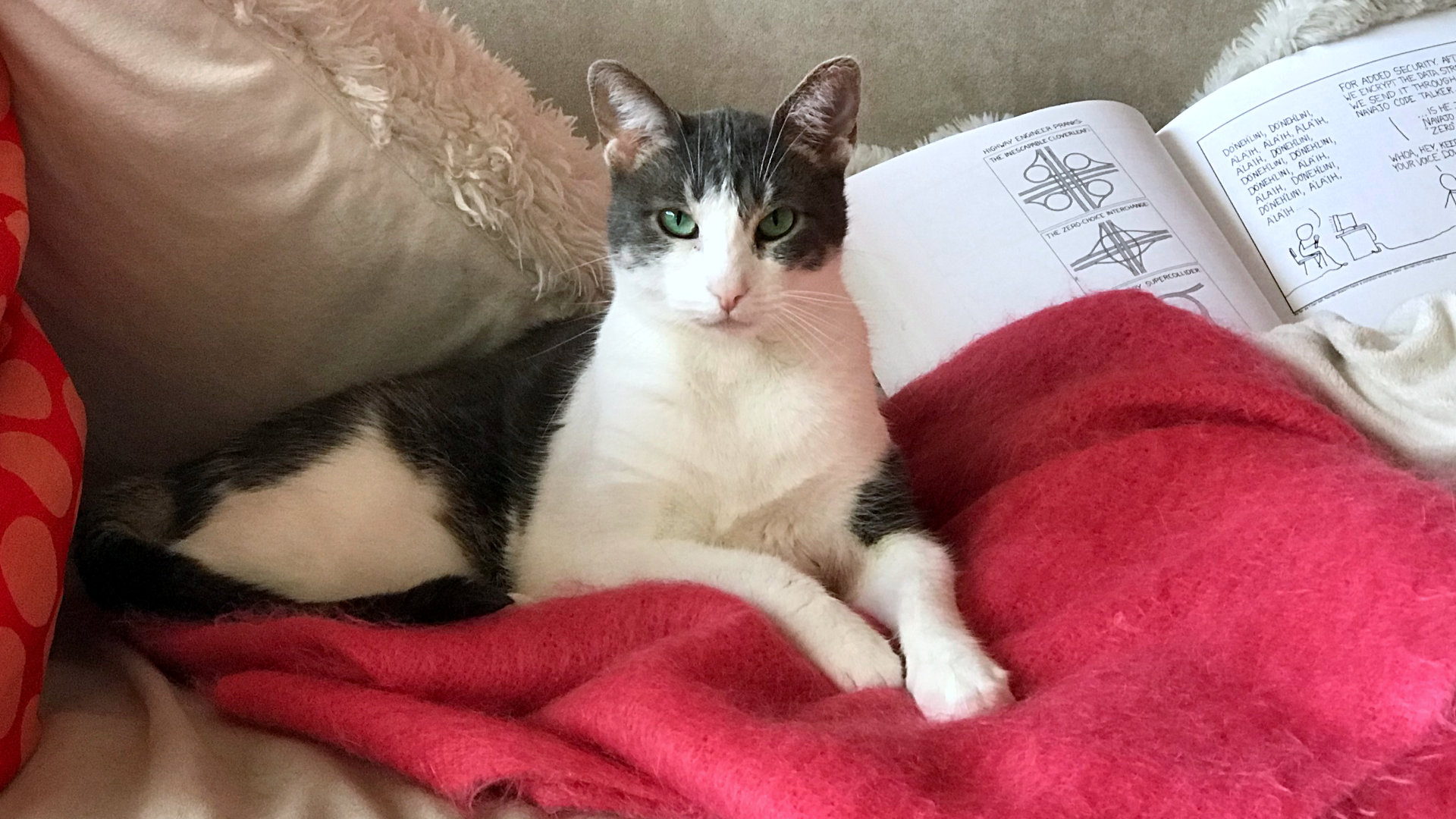 A cape-and-cowl cat lounging on a pink blanket next to a copy of "xkcd: volume 0" by Randall Munroe.